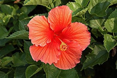 《暗黑血统2》更新光追引起卡顿 或正在修复